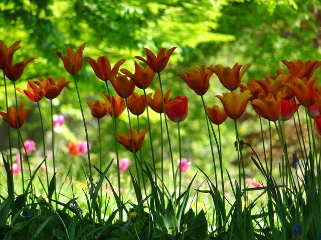 Tulpen