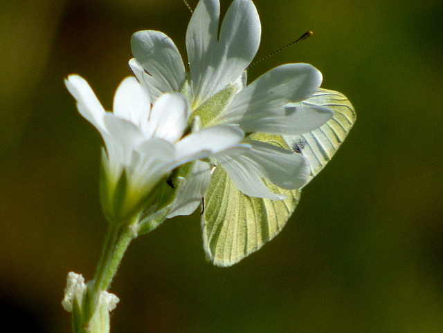 Weiße Blüte mit Kohlweißling