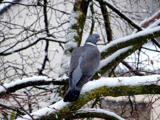 Taube
