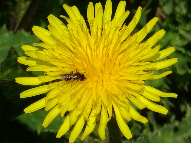Insekt Auf Löwenzahn