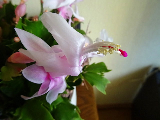 Blüte vom Weihnachtskaktus