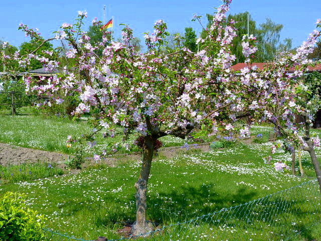 Apfelbaum