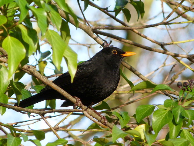 Amsel