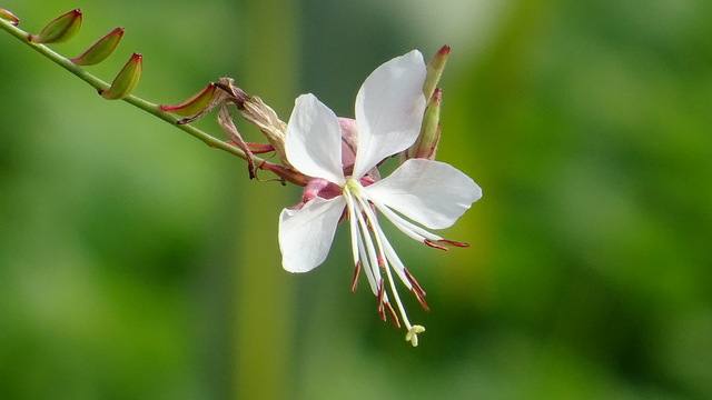 Blüte