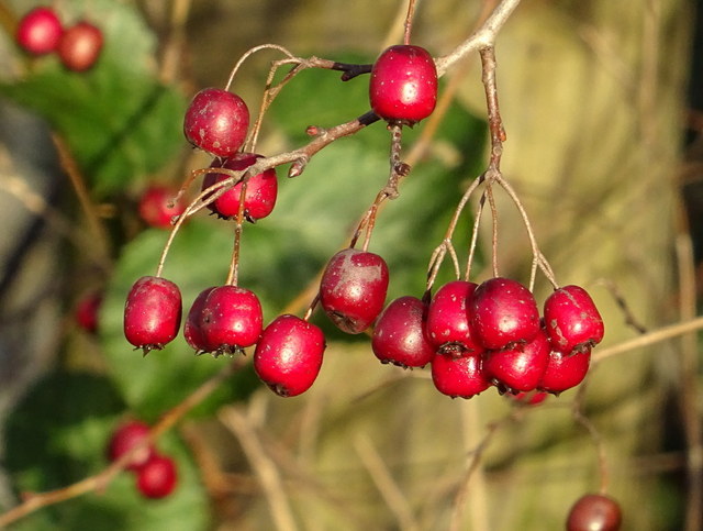 Beeren