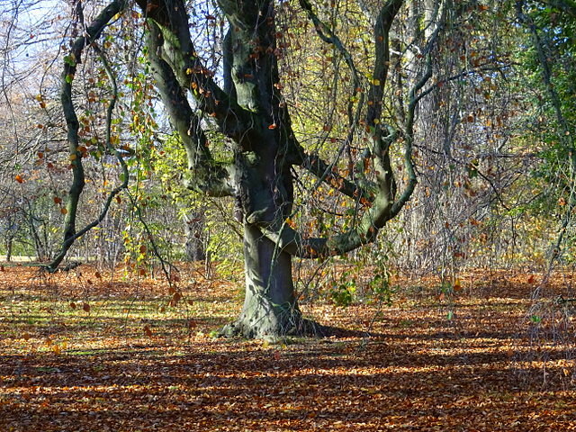 Starke Baumarme
