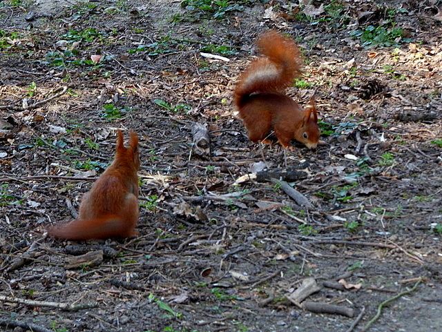 Zwei Eichhörnchen