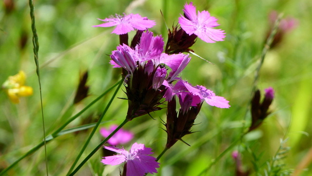 Wiesenblumen