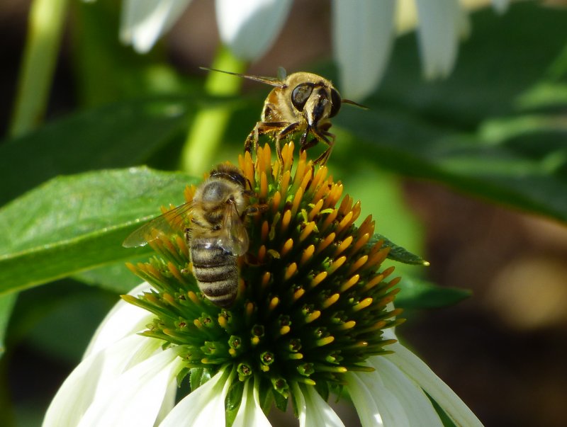 Biene und Mistbiene