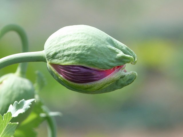 Mohnknospe