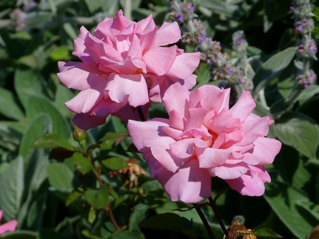 Rosen