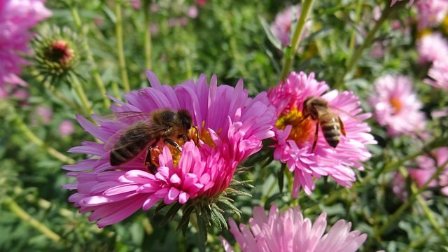 Bienen