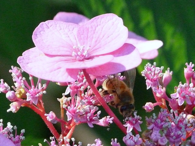 Sonnenschirm für Bienen
