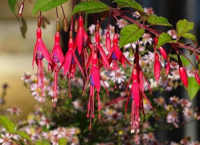 Fuchsien