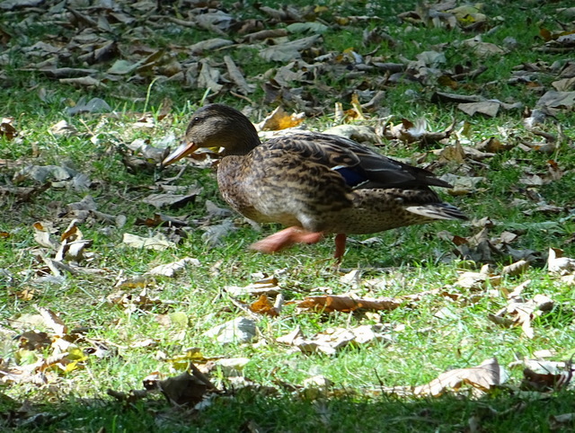 Ente