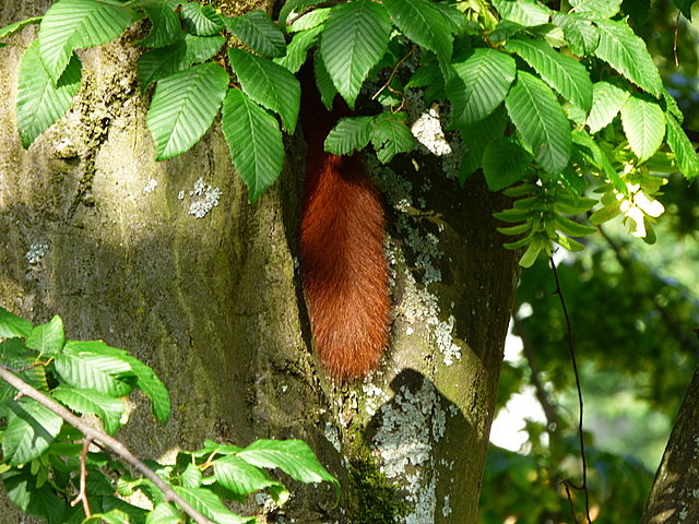 Eichhörnchenschwanz