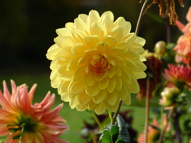 Dahlien