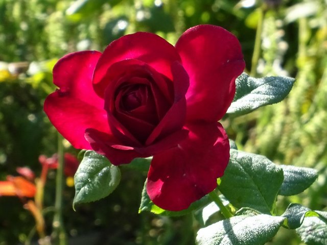Rose