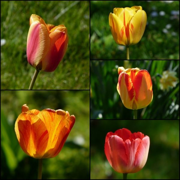 Tulpen