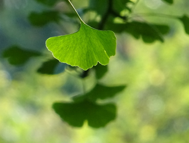 Ginkgo