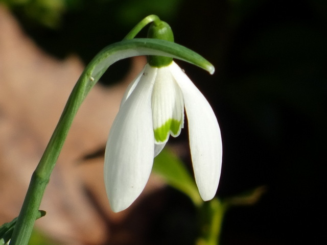 Schneeglöckchen