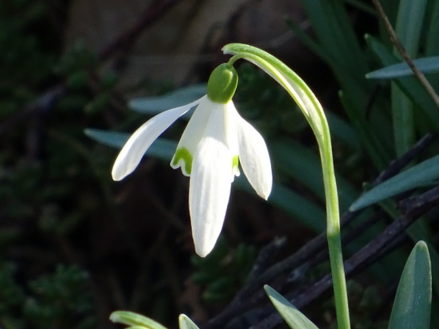 Schneeglöckchen