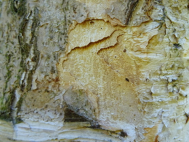 Baumrinde von einer Birke