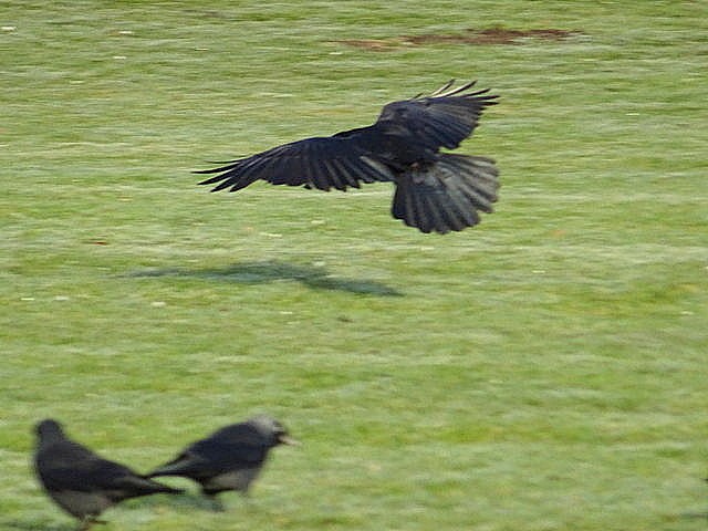 Rabe im Flug