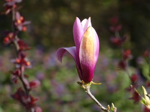 Magnolienknospe