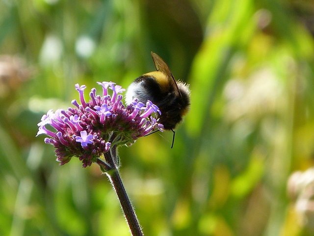 Hummel