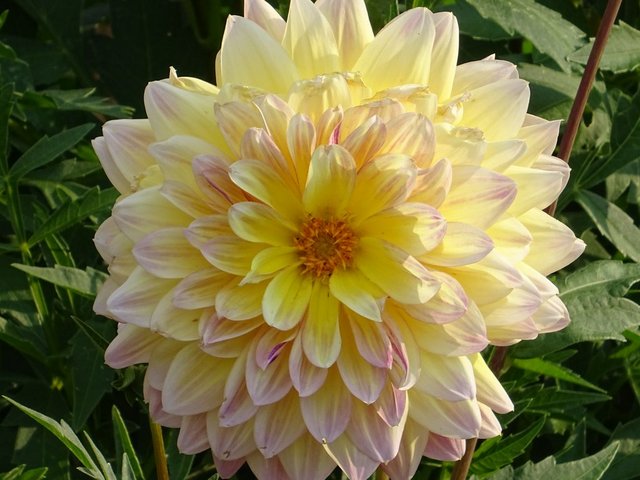 Dahlie