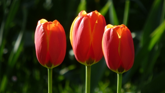 Tulpen