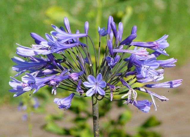 Zierlilien