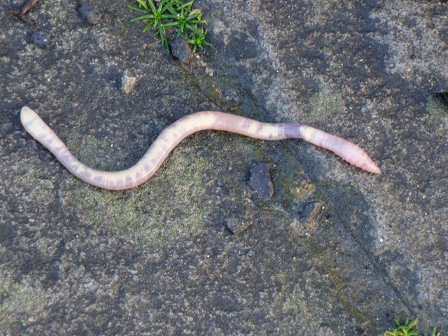 Regenwurm