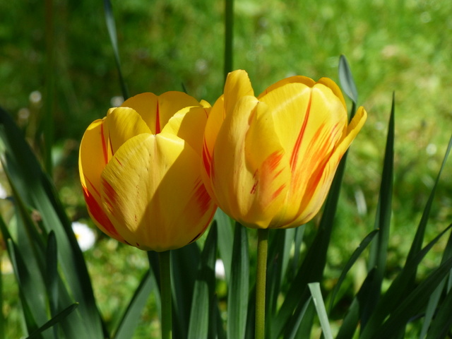 Tulpen