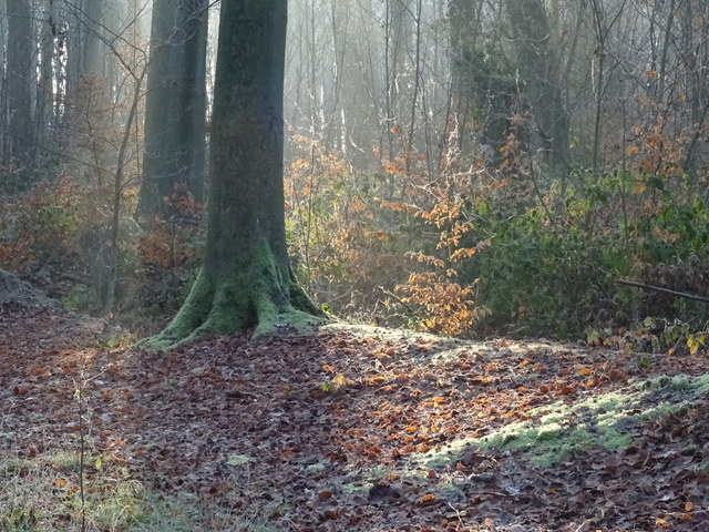 Wald