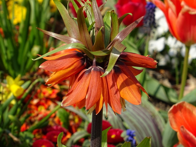 Kaiserkrone inmitten von Frühlingsblumen