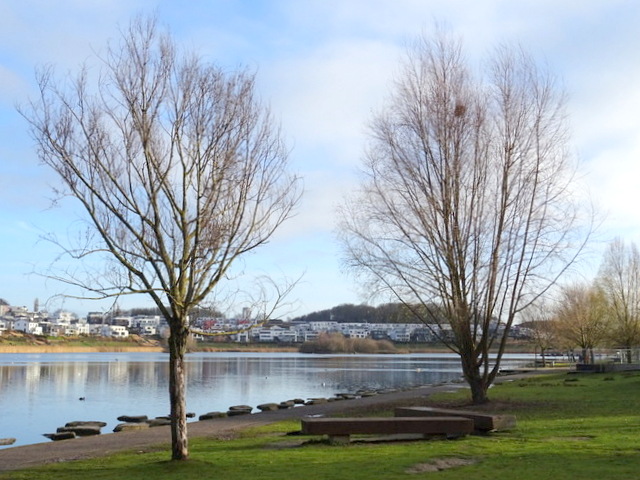 Bäume am Phönixsee