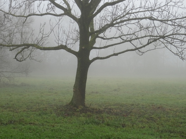 Baum im Nebel