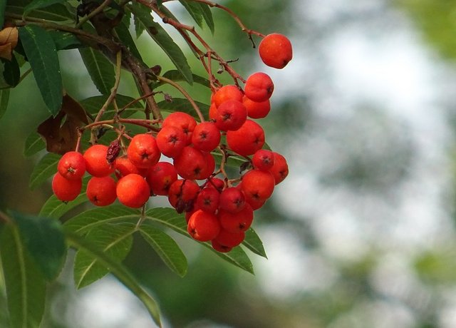 Beeren