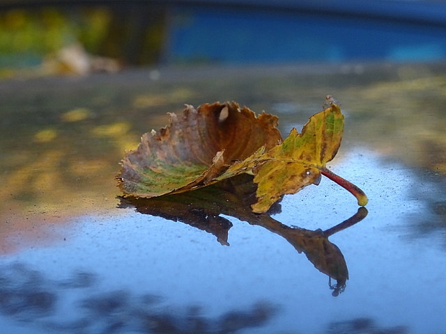 Herbstblatt