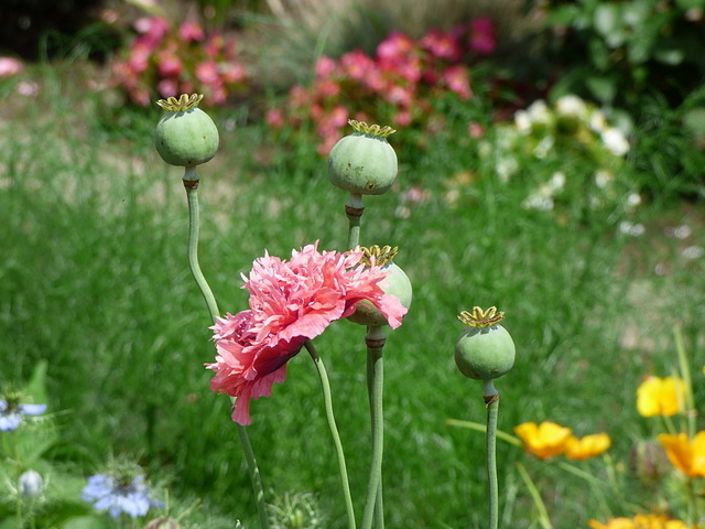 Gefüllte Mohnblüte