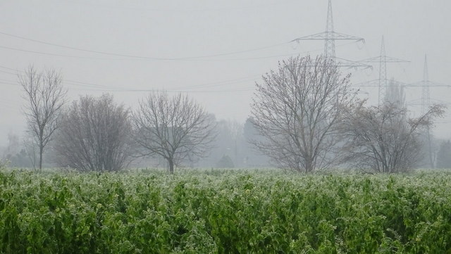 Nebel