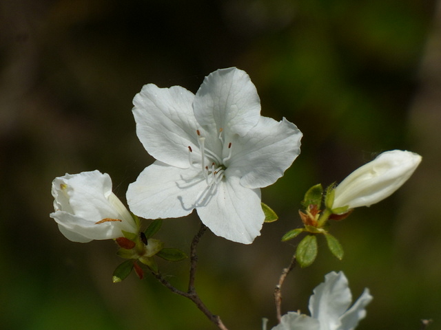 Azaleenblüte in weiß