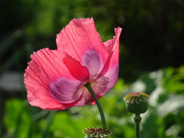 Mohnblüte