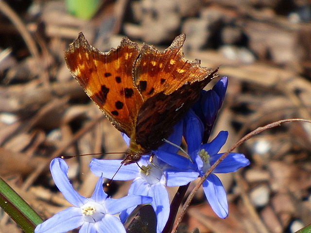 C Falter Auf Blausterne