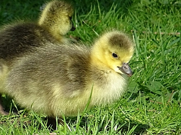 Kanadagänslein