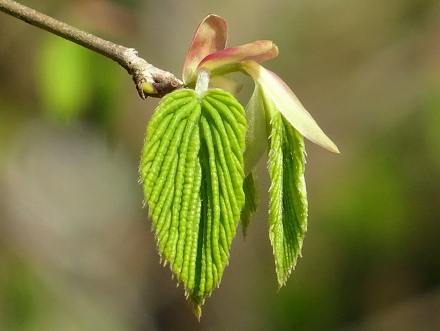 Natürliche Blattkunst