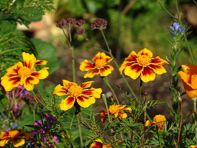 Tagetes
