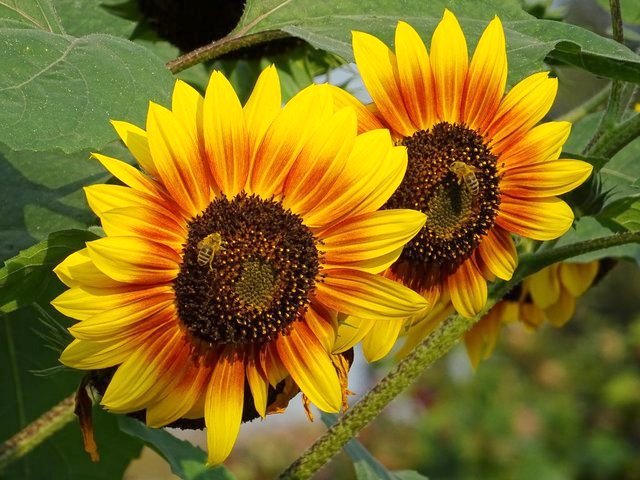 Sonnenblumen